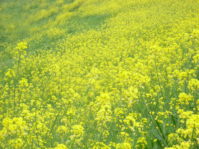 20060423_000.jpg